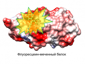 fluoro-mark-belok